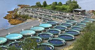 A Beginner’s Guide to Establishing a Fish Farming in Nigeria